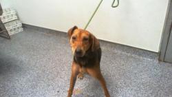 Shelter Stray Female Dog last seen CHARLOTTE, 8315 Byrum Dr, Charlotte, NC 28217, USA