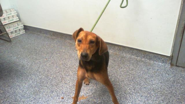 Shelter Stray Female Dog last seen CHARLOTTE, 8315 Byrum Dr, Charlotte, NC 28217, USA