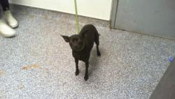 Shelter Stray Female Dog last seen CHARLOTTE, 8315 Byrum Dr, Charlotte, NC 28217, USA