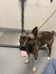 Shelter Stray Female Dog last seen Near, 5001 E Raymond St, Indianapolis, IN 46203, USA