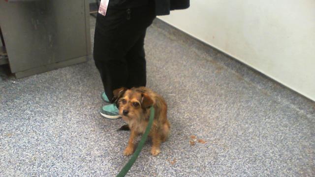 Shelter Stray Female Dog last seen CHARLOTTE, 8315 Byrum Dr, Charlotte, NC 28217, USA