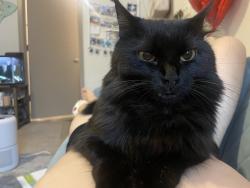 Lost Female Cat last seen Near barnes mill rd, Marietta, GA 30062