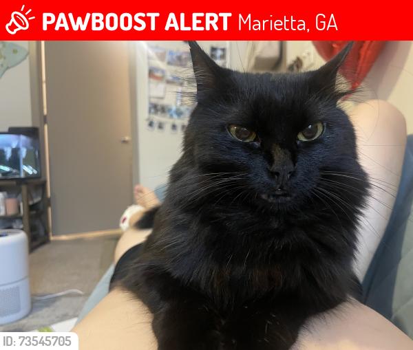 Lost Female Cat last seen Near barnes mill rd, Marietta, GA 30062