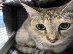 Shelter Stray Female Cat last seen , 1850 W 60th St, Los Angeles, CA 90047, USA