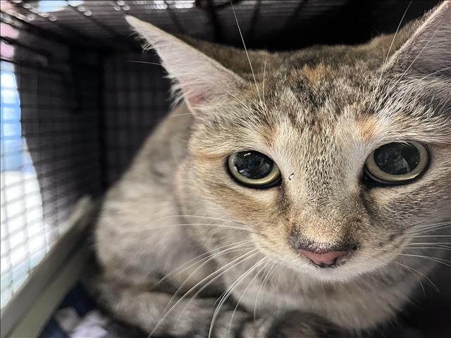 Shelter Stray Female Cat last seen , 1850 W 60th St, Los Angeles, CA 90047, USA