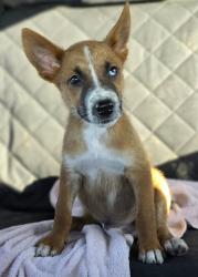 Shelter Stray Male Dog last seen 1ST ST & SEAGOE AVE, 1150 11 Mile Corner, Casa Grande, AZ 85194, USA