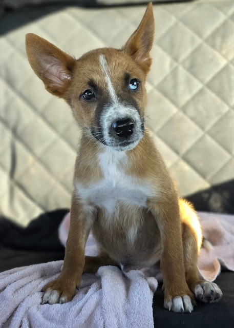 Shelter Stray Male Dog last seen 1ST ST & SEAGOE AVE, 1150 11 Mile Corner, Casa Grande, AZ 85194, USA