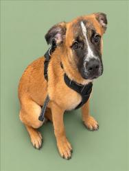 Shelter Stray Male Dog last seen , 3201 Lacy St, Los Angeles, CA 90031, USA