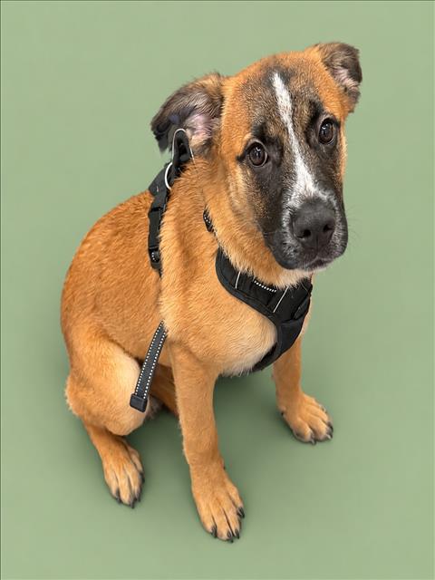 Shelter Stray Male Dog last seen , 3201 Lacy St, Los Angeles, CA 90031, USA