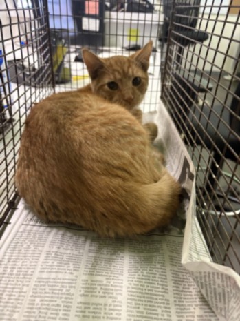 Shelter Stray Male Cat last seen , 1850 W 60th St, Los Angeles, CA 90047, USA