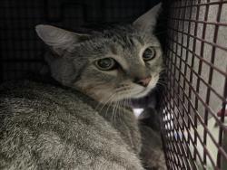 Shelter Stray Male Cat last seen , 1850 W 60th St, Los Angeles, CA 90047, USA