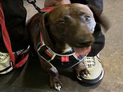 Shelter Stray Male Dog last seen , 1850 W 60th St, Los Angeles, CA 90047, USA
