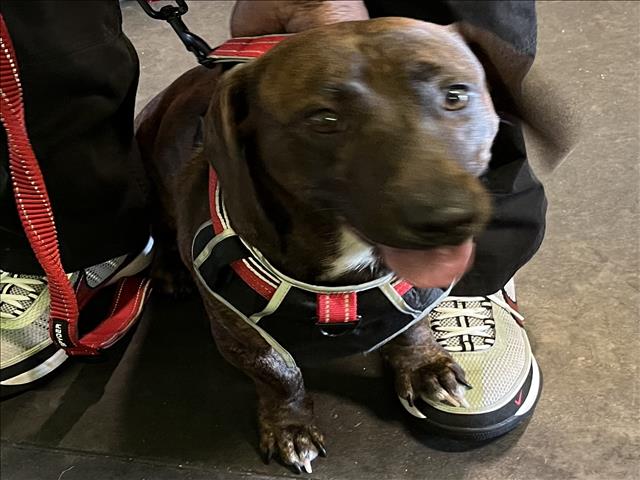 Shelter Stray Male Dog last seen , 1850 W 60th St, Los Angeles, CA 90047, USA