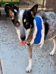 Shelter Stray Male Dog last seen , 4000 N Silverbell Rd, Tucson, AZ 85745, USA