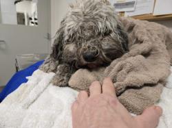 Shelter Stray Male Dog last seen , 14409 Vanowen St, Van Nuys, CA 91405, USA