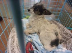 Shelter Stray Male Dog last seen , 14409 Vanowen St, Van Nuys, CA 91405, USA