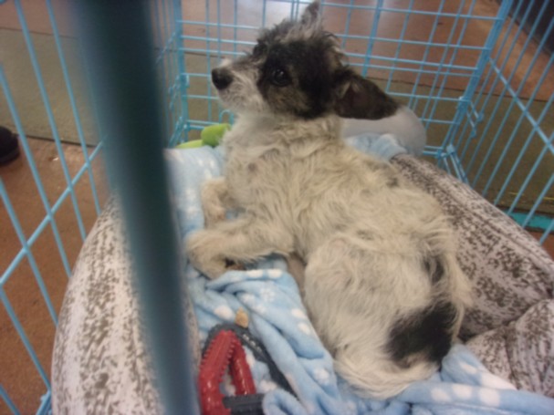 Shelter Stray Male Dog last seen , 14409 Vanowen St, Van Nuys, CA 91405, USA