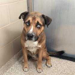 Shelter Stray Male Dog last seen Near BLOCK THATCHER AVE, PUEBLO CO 81005, 4600 Eagleridge Pl, Pueblo, CO 81008, USA