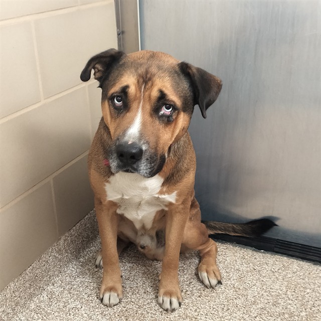 Shelter Stray Male Dog last seen Near BLOCK THATCHER AVE, PUEBLO CO 81005, 4600 Eagleridge Pl, Pueblo, CO 81008, USA