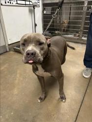 Shelter Stray Female Dog last seen , 14409 Vanowen St, Van Nuys, CA 91405, USA