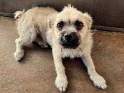 Shelter Stray Male Dog last seen , 14409 Vanowen St, Van Nuys, CA 91405, USA