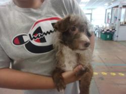 Shelter Stray Male Dog last seen , 14409 Vanowen St, Van Nuys, CA 91405, USA