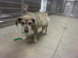 Shelter Stray Male Dog last seen , 14409 Vanowen St, Van Nuys, CA 91405, USA