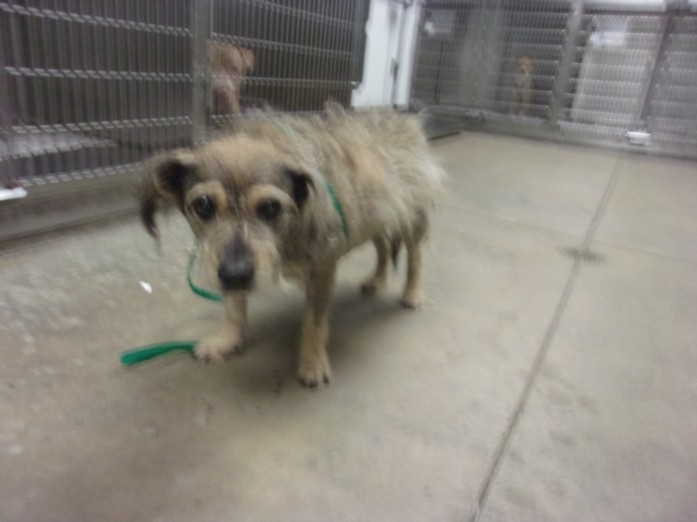 Shelter Stray Male Dog last seen , 14409 Vanowen St, Van Nuys, CA 91405, USA