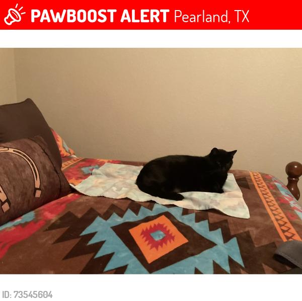 Lost Male Cat last seen Erin at Verona, Pearland, TX 77581