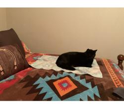 Lost Male Cat last seen Erin at Verona, Pearland, TX 77581