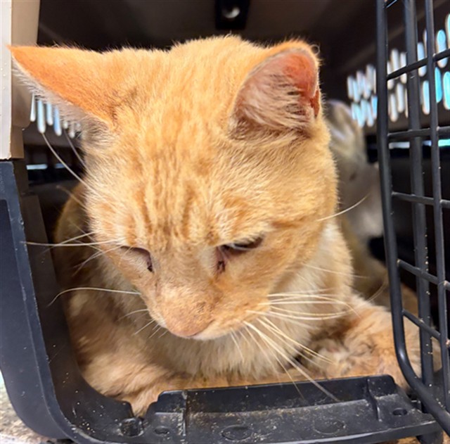 Shelter Stray Male Cat last seen E LAKE LOOP, 19640 Dogpatch Ln, Land O' Lakes, FL 34638, USA
