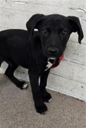 Shelter Stray Male Dog last seen TAMARIND X PINE AVE, 333 Chandler Pl, San Bernardino, CA 92408, USA
