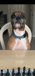 Reunited Male Dog last seen JJ, Houston, TX 77082