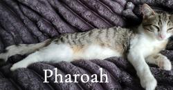 Lost Male Cat last seen Near redwood, Winnipeg, MB R2W 1S5