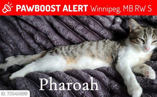 Lost Male Cat last seen Near redwood, Winnipeg, MB R2W 1S5