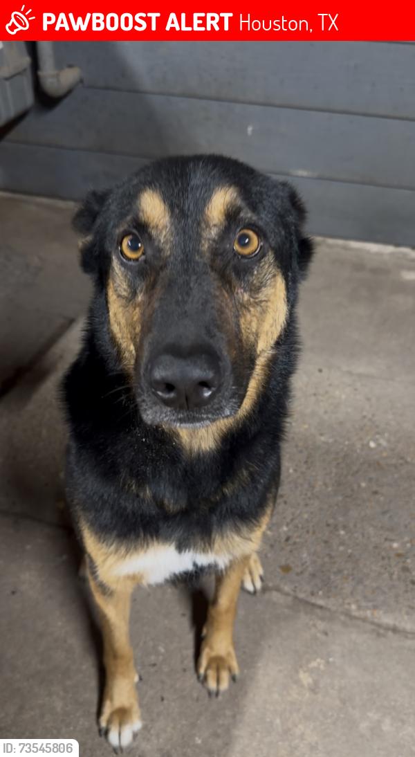 Lost Male Dog last seen Spring woods, Houston, TX 77043