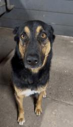 Lost Male Dog last seen Spring woods, Houston, TX 77043