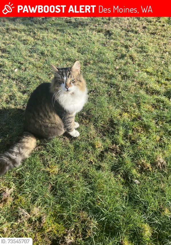 Lost Male Cat last seen 6th Ave S @S 222nd, Des Moines, WA 98198