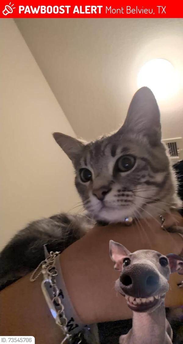Lost Male Cat last seen Near Snapping Turtle Rd Mont Belvieu, TX 77532, Mont Belvieu, TX 77523