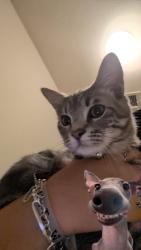 Lost Male Cat last seen Near Snapping Turtle Rd Mont Belvieu, TX 77532, Mont Belvieu, TX 77523