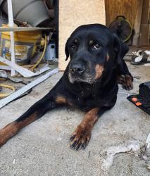 Found/Stray Female Dog last seen Hairston Way and Rockbridge Road, Stone Mountain, GA 30088