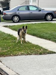 Found/Stray Unknown Dog last seen Eagle Nest Dr, Murray, UT 84123