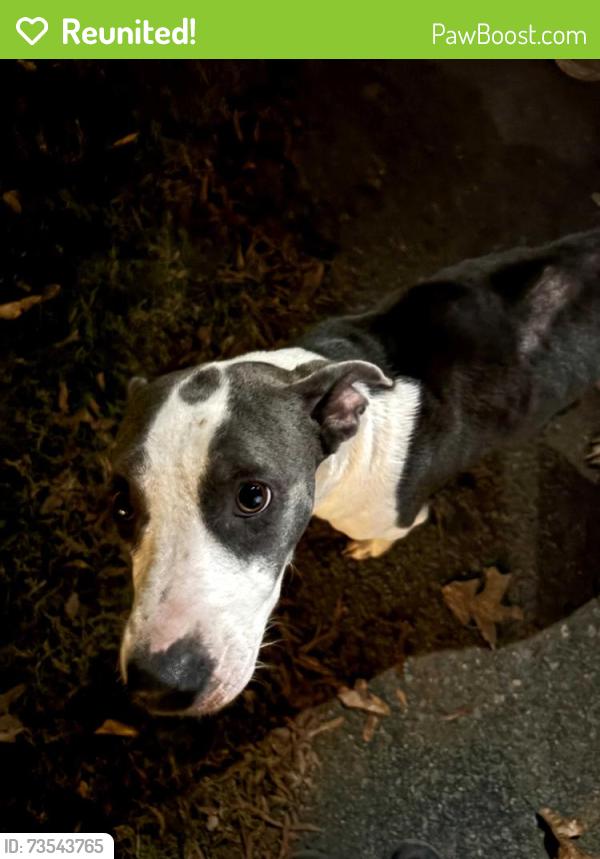 Reunited Female Dog last seen New Walkertown Rd and Harley Drive, Walkertown, NC 27051