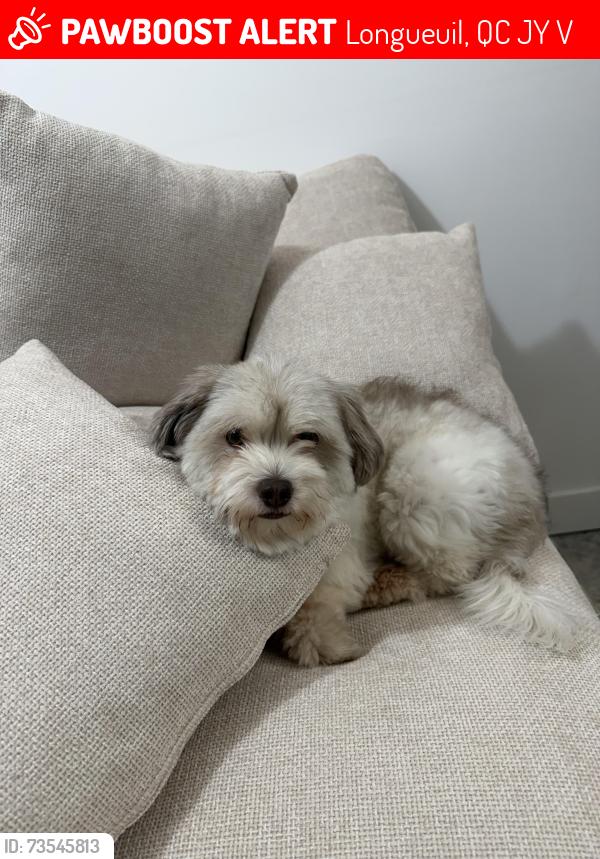 Lost Male Dog last seen Rocheleau, Longueuil, QC J3Y 4V1