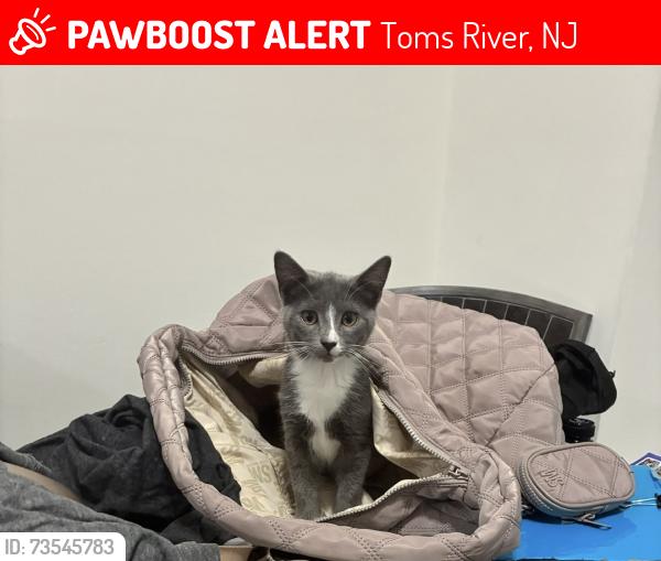 Lost Female Cat last seen Saratoga Toms River Nj off Whitesville and Route 70, Toms River, NJ 08755