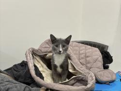 Lost Female Cat last seen Saratoga Toms River Nj off Whitesville and Route 70, Toms River, NJ 08755