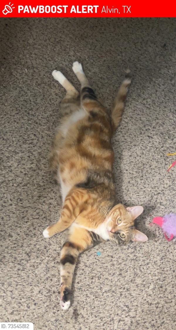Lost Female Cat last seen in the martha’s vineyard neighborhood, Alvin, TX 77511