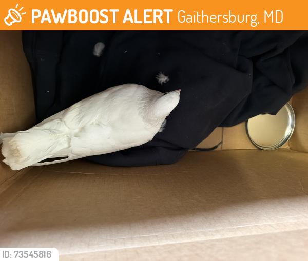 Found/Stray Male Bird last seen Post Office, Gaithersburg, MD 20877