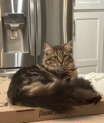 Reunited Female Cat last seen Las Palmas Drive, Matagual, Vista, CA 92081