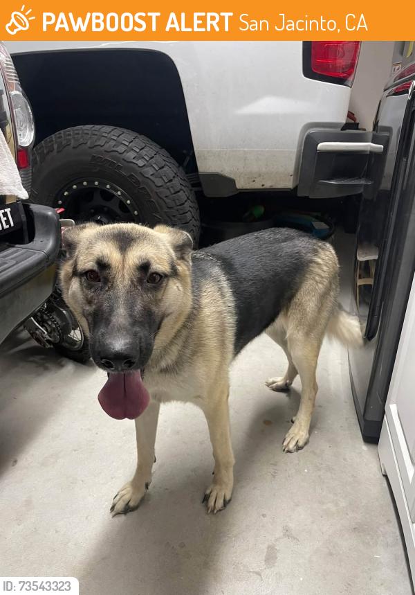 Found/Stray Female Dog last seen Soboba Road, near Backyard Paintball Park, San Jacinto, CA 92583